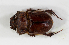 Carneoryctes trifidus