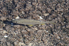 Acanthopagrus morrisonae