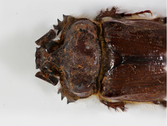 Carneoryctes trifidus