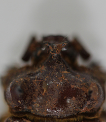 Carneoryctes trifidus
