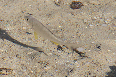 Acanthopagrus morrisonae