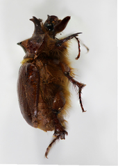Carneoryctes trifidus