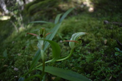 Pterostylis auriculata