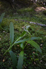 Pterostylis auriculata
