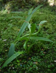 Pterostylis auriculata