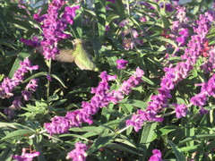 Calypte anna