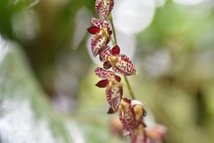 Pleurothallis restrepioides