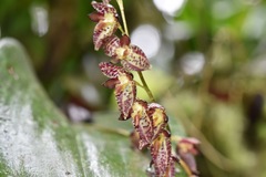 Pleurothallis restrepioides