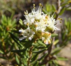 Agathosma foetidissima
