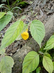 Achimenes flava