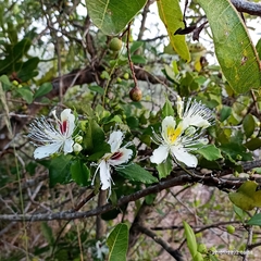 Capparis brevispina