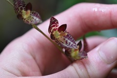 Pleurothallis restrepioides