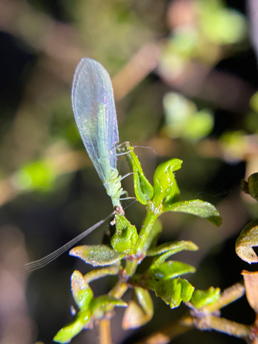 iNaturalist observation photo of Green Lacewings