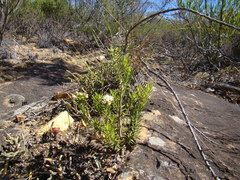 Agathosma foetidissima
