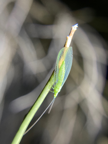 iNaturalist observation photo of Green Lacewings