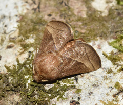 Omocenoides isophanes