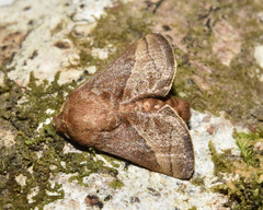 Omocenoides isophanes