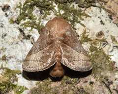 Omocenoides isophanes