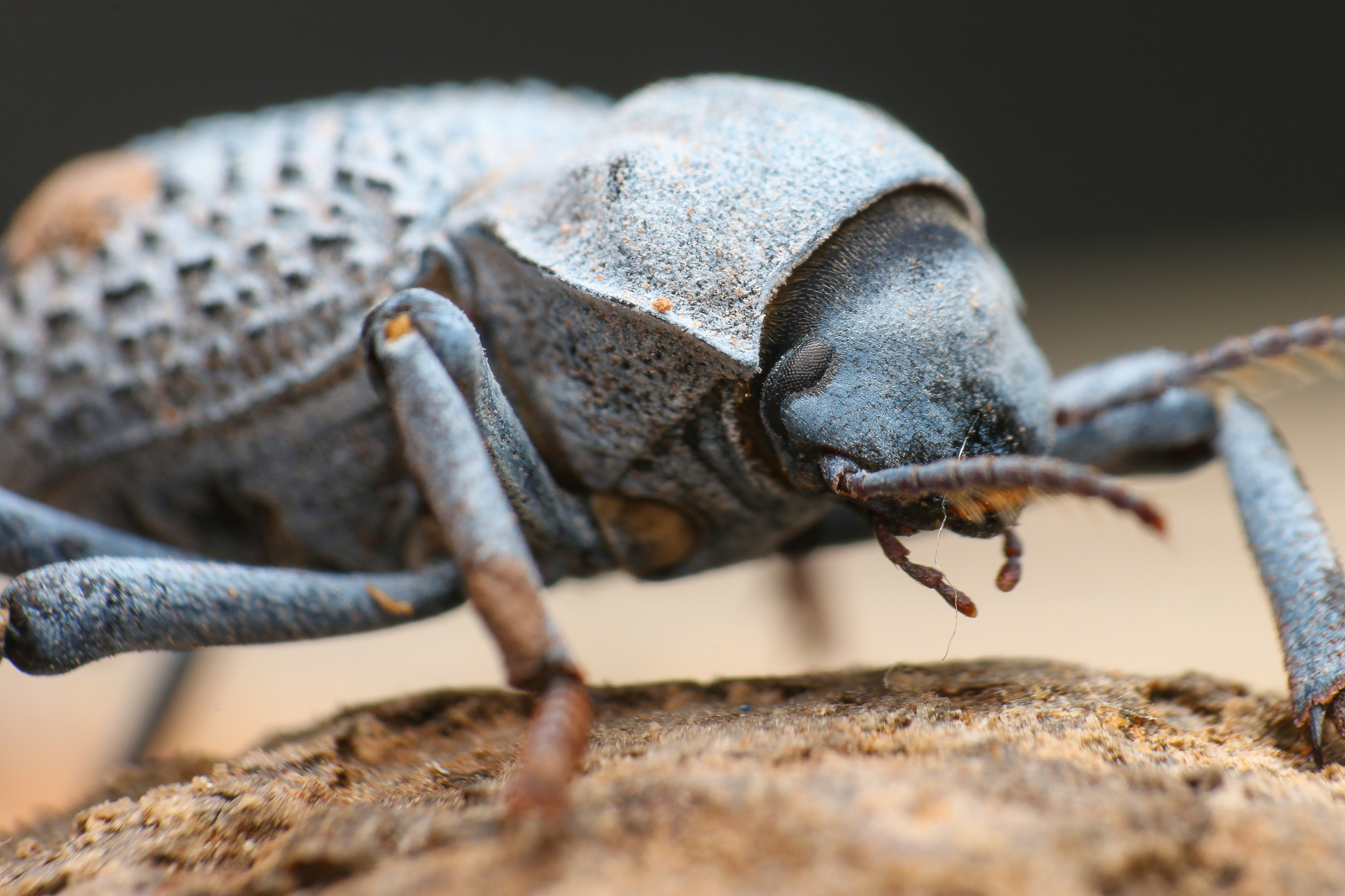 Desert Ironclad Beetle (Asbolus verrucosus) · iNaturalist