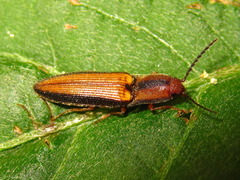 Ludioschema vittiger