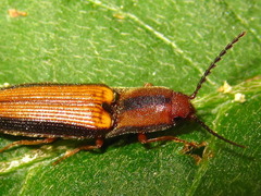 Ludioschema vittiger