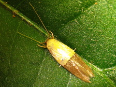 Opogona nipponica