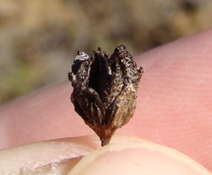 Agathosma foetidissima