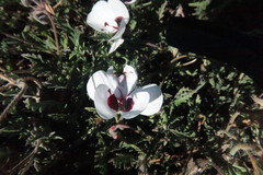 Pelargonium tricolor