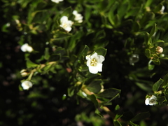 Escallonia virgata