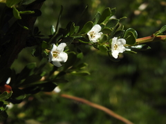 Escallonia virgata