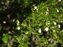 Escallonia virgata