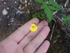 Calceolaria tenella