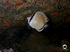 Chaetodon assarius