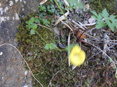 Calceolaria tenella
