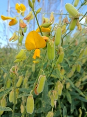 Crotalaria juncea