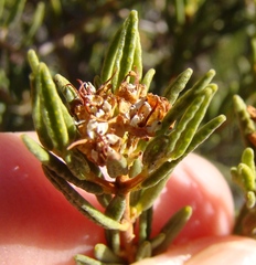 Agathosma foetidissima