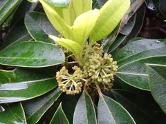 Daphniphyllum oldhami