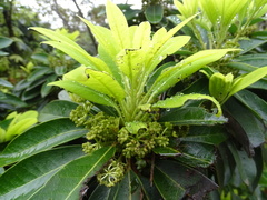 Daphniphyllum oldhami