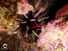 Phyllacanthus irregularis