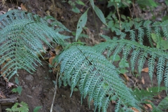 Asplenium eatonii