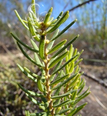 Agathosma foetidissima