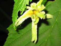 Corylus sieboldiana