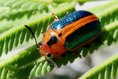 Calomela curtisi