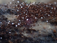 Clastoderma debaryanum