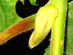 Corylus sieboldiana