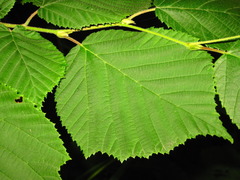 Corylus sieboldiana