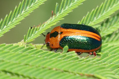 Calomela curtisi