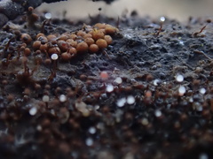 Clastoderma debaryanum