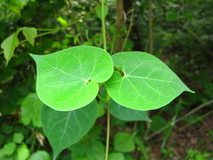 Cynanchum wilfordii