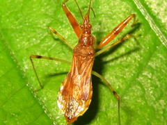 Gorpis brevilineatus